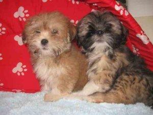 Chiots Lhasa Apso