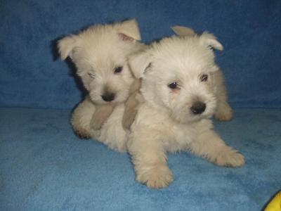 Chiots Westie