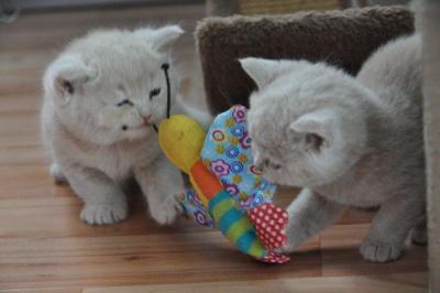 6 british shorthair et longhair