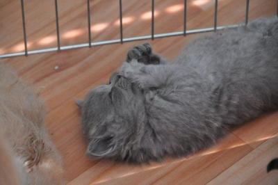 6 british shorthair et longhair