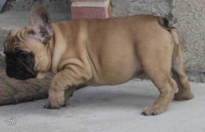 Magnifiques bouledogues fran�ais LOF