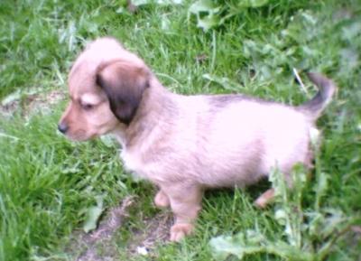 chiots pinchers 