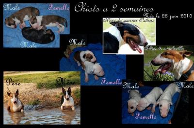 a reserver chiots bull terrier standard inscrit au lof 