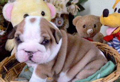 BB chiots Bulldog Anglais