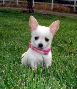 BB choits chihuahua