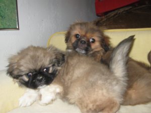 Chiots de race P�kinois � vendre