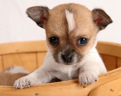 peu chihuahua et bien form�s