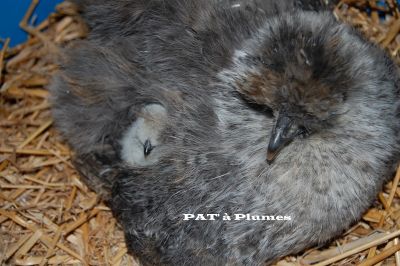 POUSSINS de POULES-SOIE (n�gre-soie)