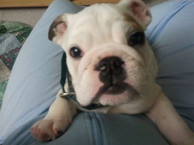 bouledogue anglais