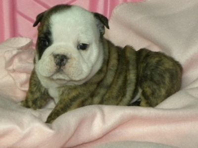 chiots bulldog anglais a vendre