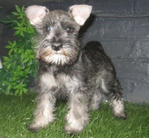 Schnauzer nain poivre&sel � vendre