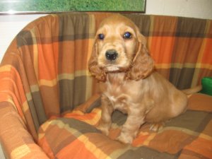 Chiots Cocker Anglais � vendre