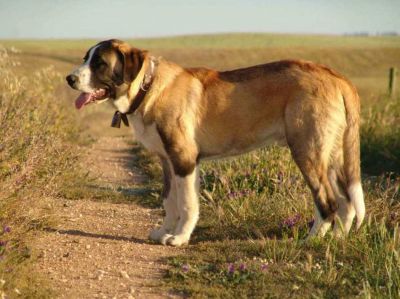 M�TIN DE L�ALENTEJO (Chien de Garde)