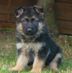 Chiots Berger allemand � vendre