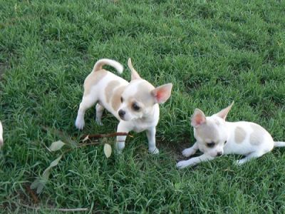 Magnifiques chiots chihuahua
