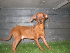 Jeune chien Pincher brun m�le � vendre 