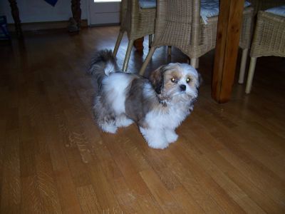 2 Chiots pure race Shih tzu contre bon soin.
