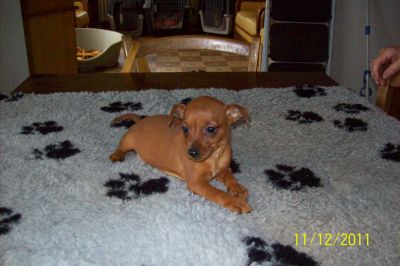 A vendre Chiot Pinscher nain Non Lof