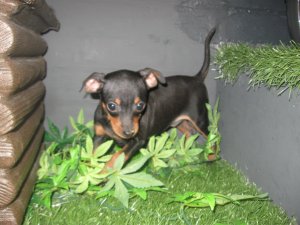 Adorables chiots de race Pinscher
