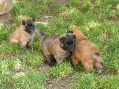 Chiots Berger Belge Tervueren