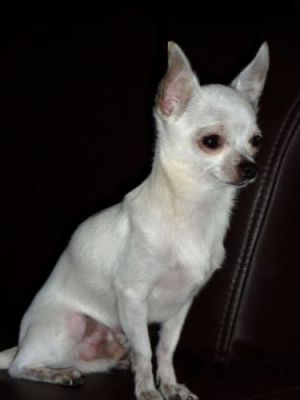 je donne Saillie . Chihuahua male blanc, poils courts, 1kg350