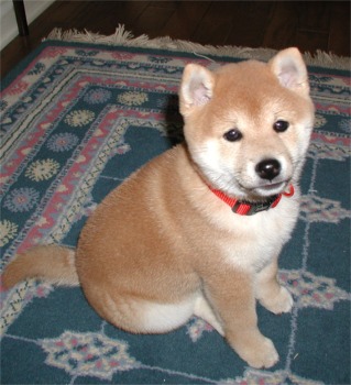 adorable chiots shiba inu a donner