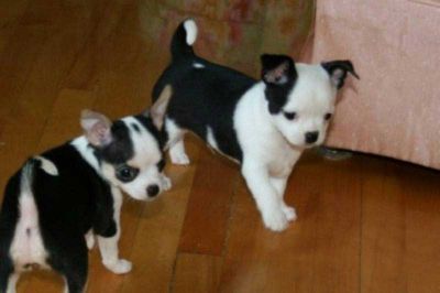    baby chihuahua puppy for sale