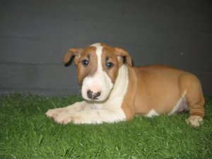 Chiots de race Bull Terrier � vendre