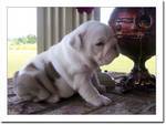 chiots m�le et femelle pour adoption