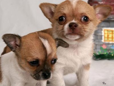 superbe chiots chihuahua