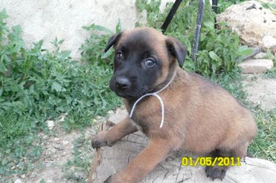 Chiots berger Malinois lof lign�e de travail