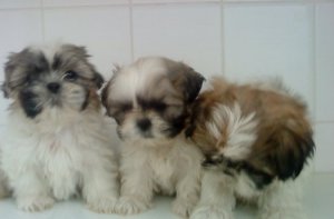 Adorables chiots de race Shih Tzu