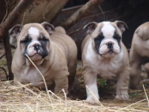 Splendides chiots Bouledogue Anglais