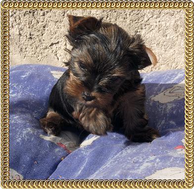 Superbes b�b�s Yorkshires LOF