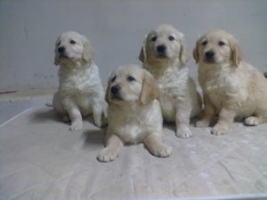 Chiots Golden Retriever � vendre