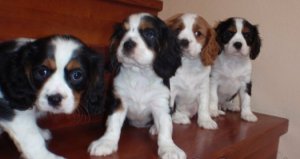 Adorables chiots de race Cavalier King Charles � vendre