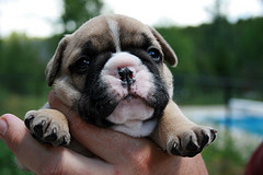 chiot type bouledogue Francais