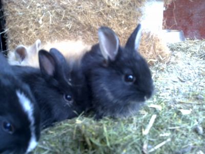 B�b� lapin nains 2 mois