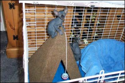 Chatons sphynx  a vendre