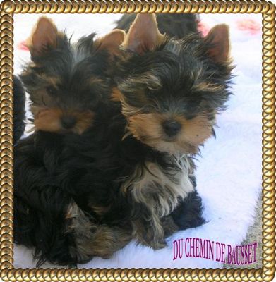 Superbes b�b�s Yorkshires LOF