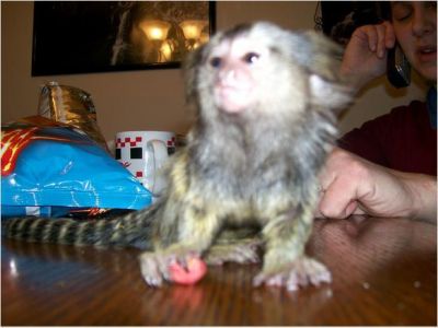 singes marmouset pour adoption b�b�
