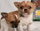 don de mes chiots chihuahua 