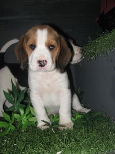 Chiots de race Beagle � vendre
