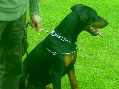 saillie dobermann
