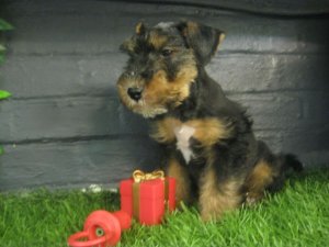 Chiots de race Welsh Terrier � vendre
