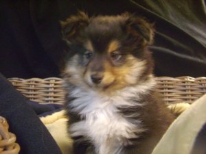 Adorables chiots Sheltland tricolor