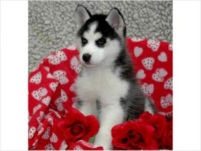 Chiots de race Husky sib�rien!