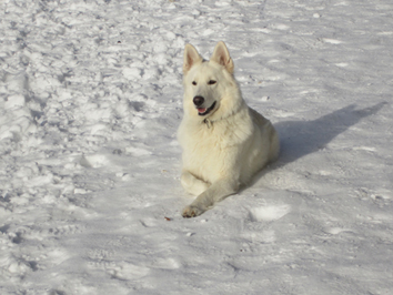 Berger Blanc Suisse