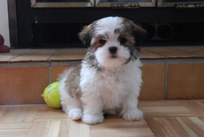 A donner contre bon soin 2 Chiots type shih tzu