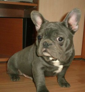 Bouledogue Fran�ais BLEU - reste 1 m�le